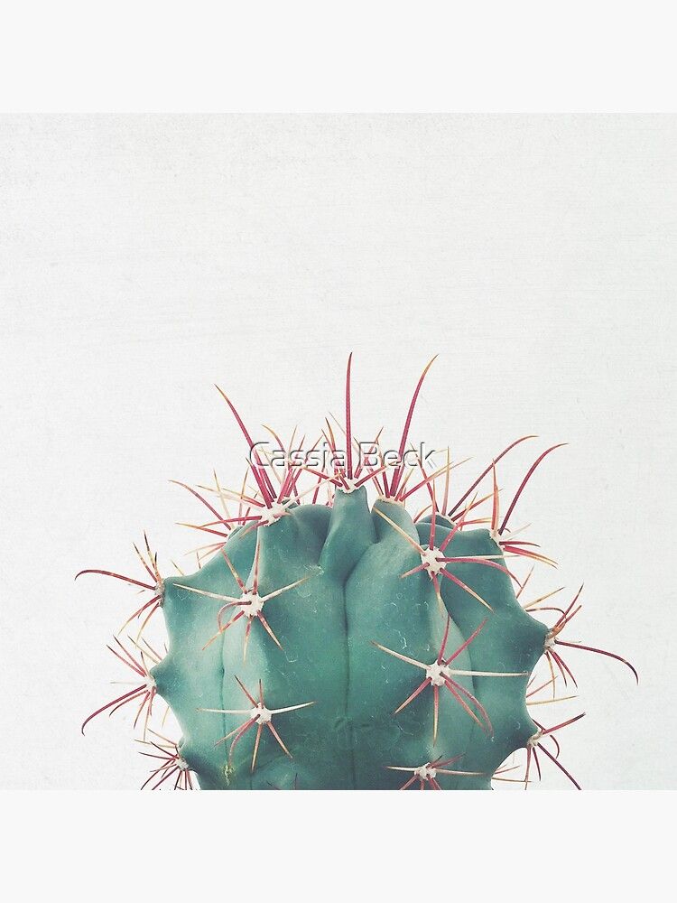 Ferocactus Photographic Print by Cassia Beck | Redbubble (US)