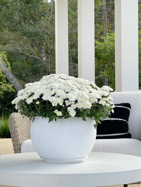 Love love love this Amazon white concrete planter outdoor pot that comes in a set of 3 different sizes 🤍🤍🤍

Outdoor decor, patio furniture, patio chairs, outdoor furniture, wicker chairs 

#LTKhome #LTKstyletip #LTKSeasonal