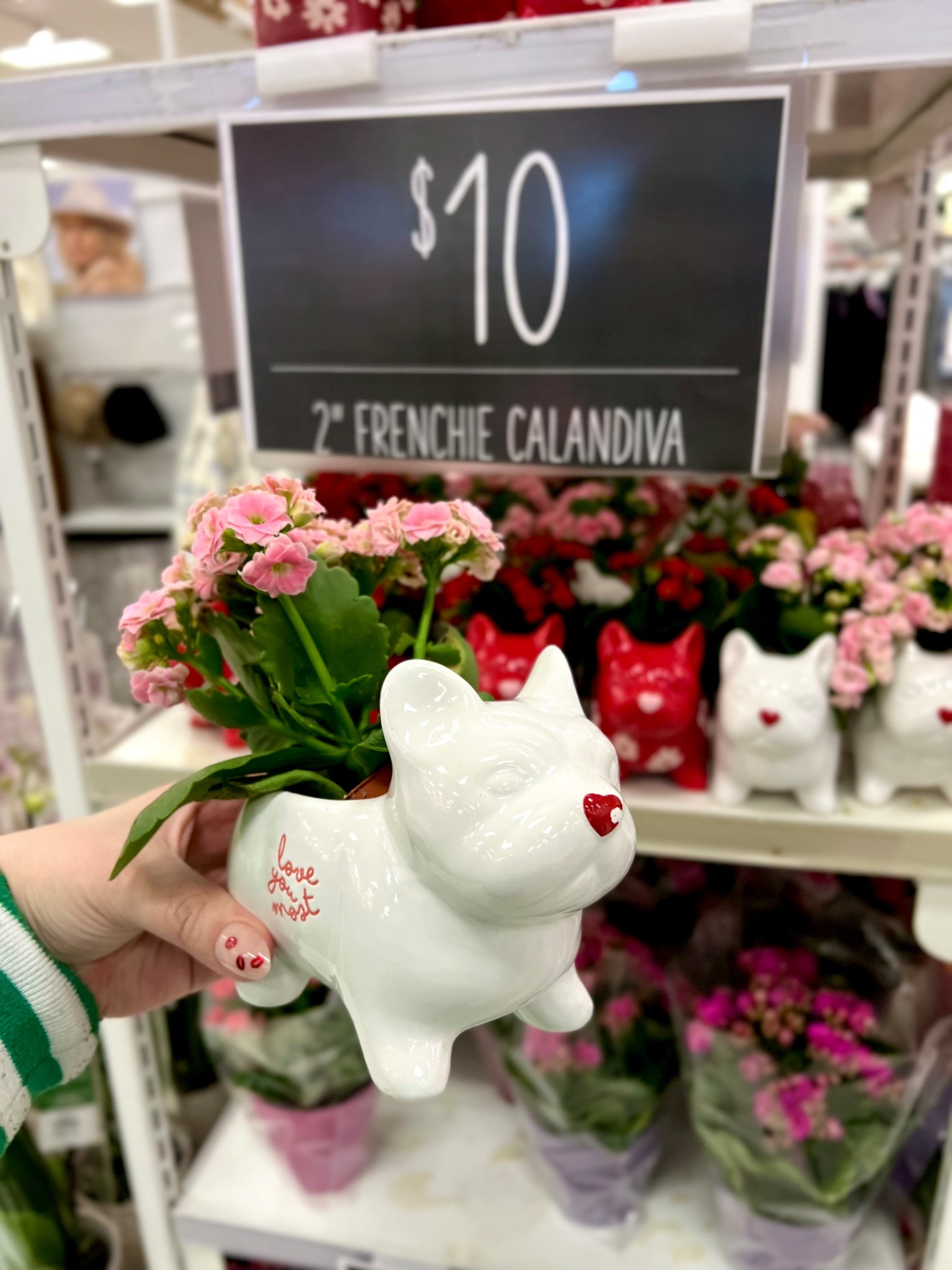 Live 2" Valentine's Day Plant in Love You Frenchie - Good Little Garden™

Linked other flowers that can be ordered and picked up at Target 

#LTKValentine #LTKselfcare #LTKSeasonal