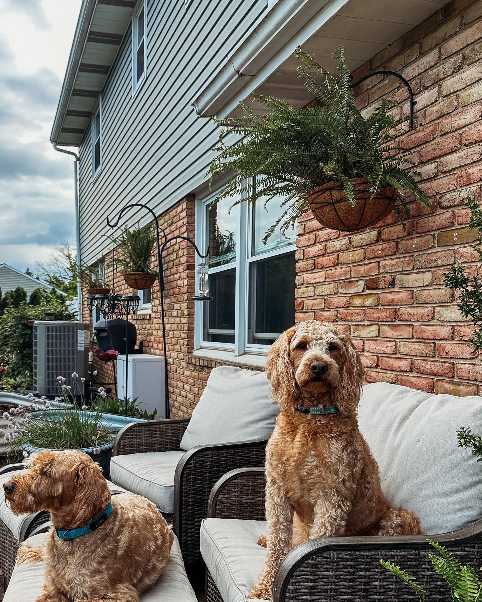 Affordable FERN plants that ship right to your door from Walmart!

#LTKHome #LTKFindsUnder50 #LTKSeasonal