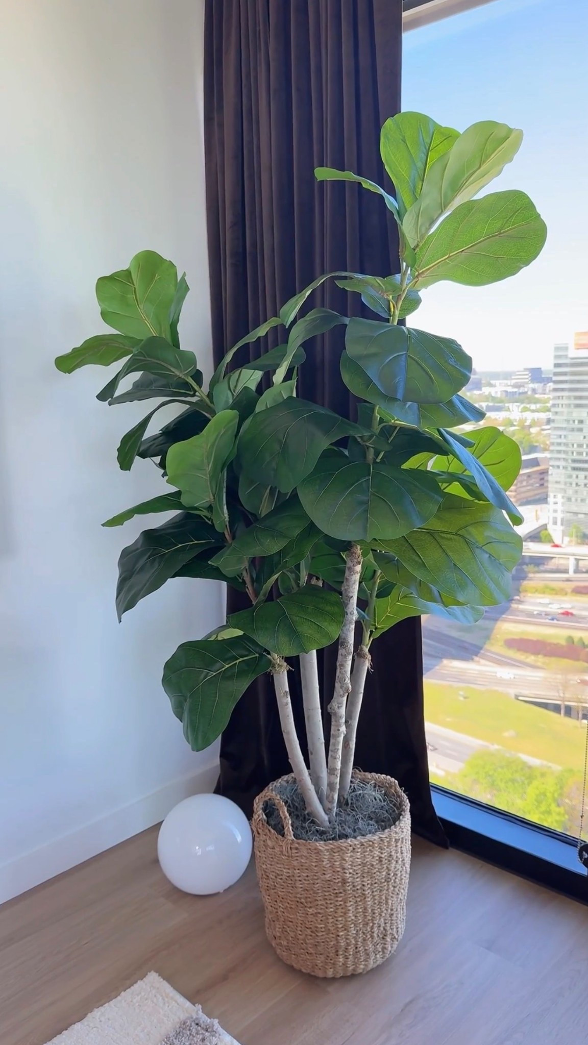 Okay but this one??? instantly elevated my whole space 🌿✨

I’ve been wanting a statement plant and this fiddle is exactly that… adds the perfect touch without doing too much

Looks so real, fills the corner beautifully, and makes everything feel more put together

If you’re trying to upgrade your space with minimal effort… this is it 🤍

#ltkhome #homedecorfinds #interiorinspo #livingroomdecor #homeupgrade #cozyspaces #modernhome #decorfinds #neutralhome #ltkstyle


#LTKHome #LTKvlog #LTKSeasonal