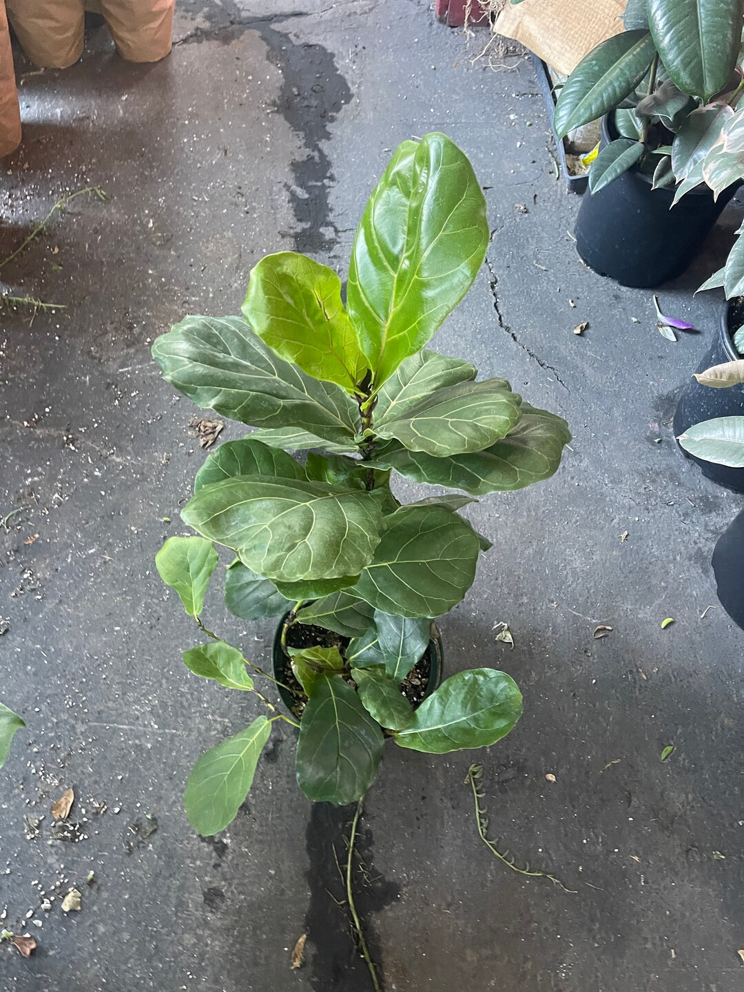 8 Fiddle Leaf Fig Tree Ficus Lyrata Live Large Plant - Etsy | Etsy (US)