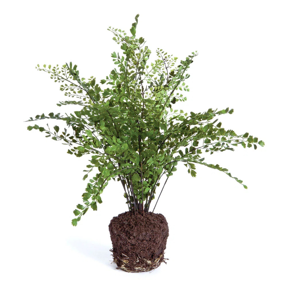 Maidenhair Drop-in 18" | Perigold