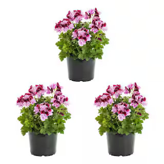 METROLINA GREENHOUSES 2 qt. Geranium Regal Annual Plant (3-Pack) 4623 - The Home Depot | The Home Depot