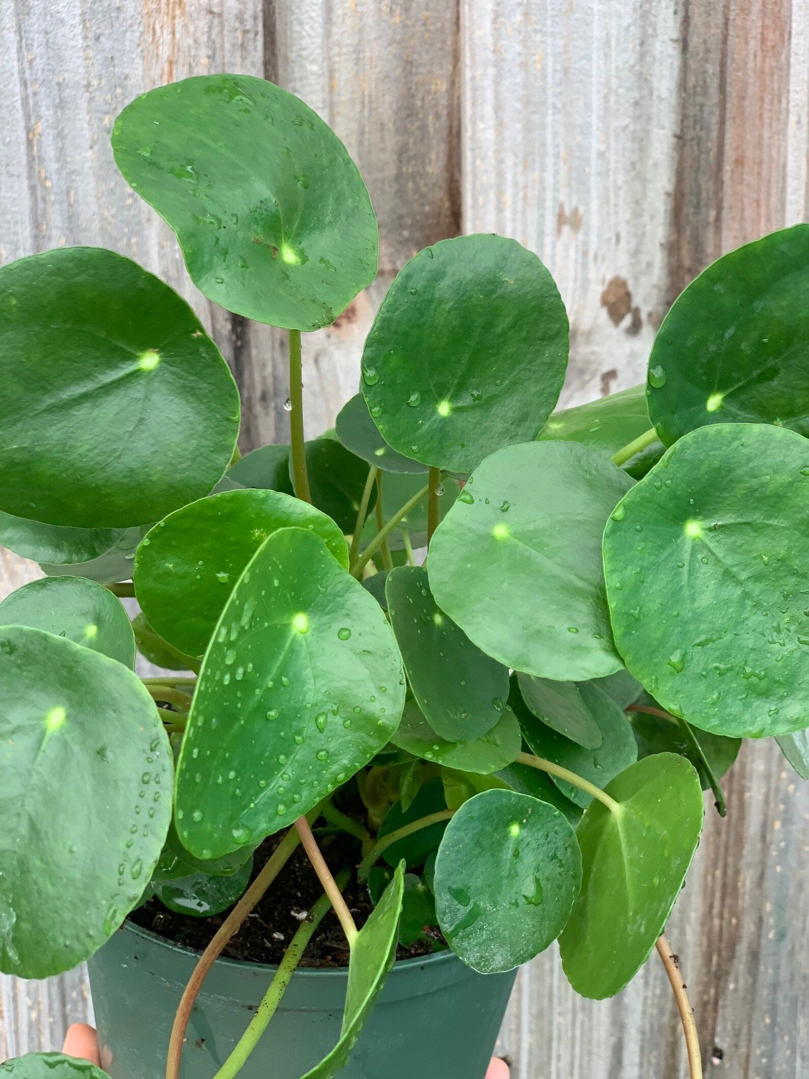 Read the full title
    Chinese Money-Pilea peperomioides/6in pot. | Etsy (US)