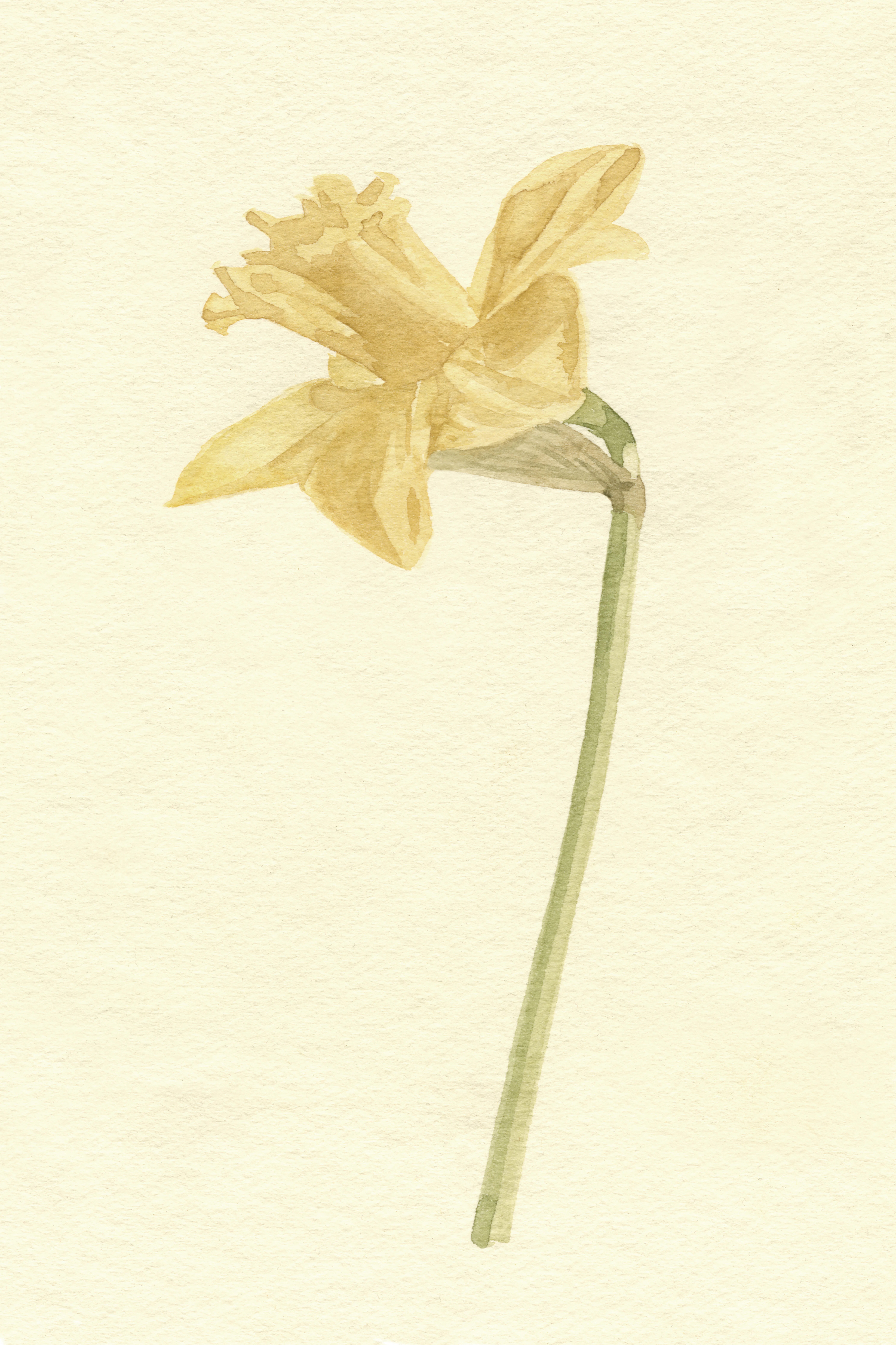 " Vintage Daffodil I " by Emma Caroline | Wayfair North America