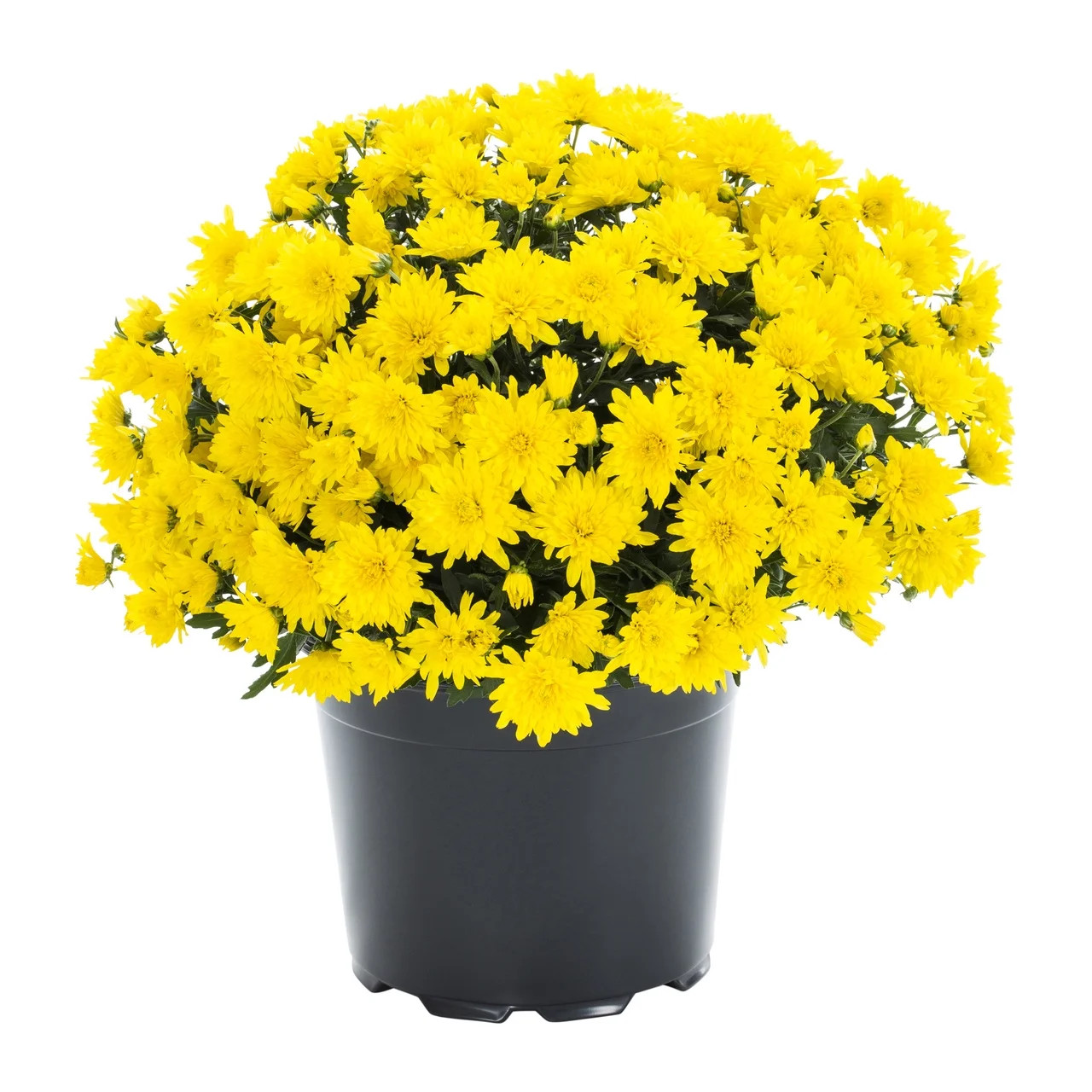 Expert Gardener 3QT Yellow Mum Live Plant in Grower Pot, Full Sun | Walmart (US)