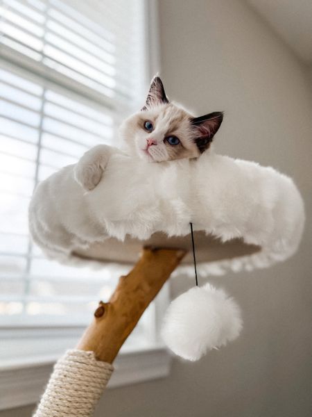 Marie loves this cat tree and so do I. It’s modern and fits the aesthetic of our home perfectly 😽🫶 #catfinds #petparents #catmom 

#LTKunder100 #LTKFind #LTKhome
