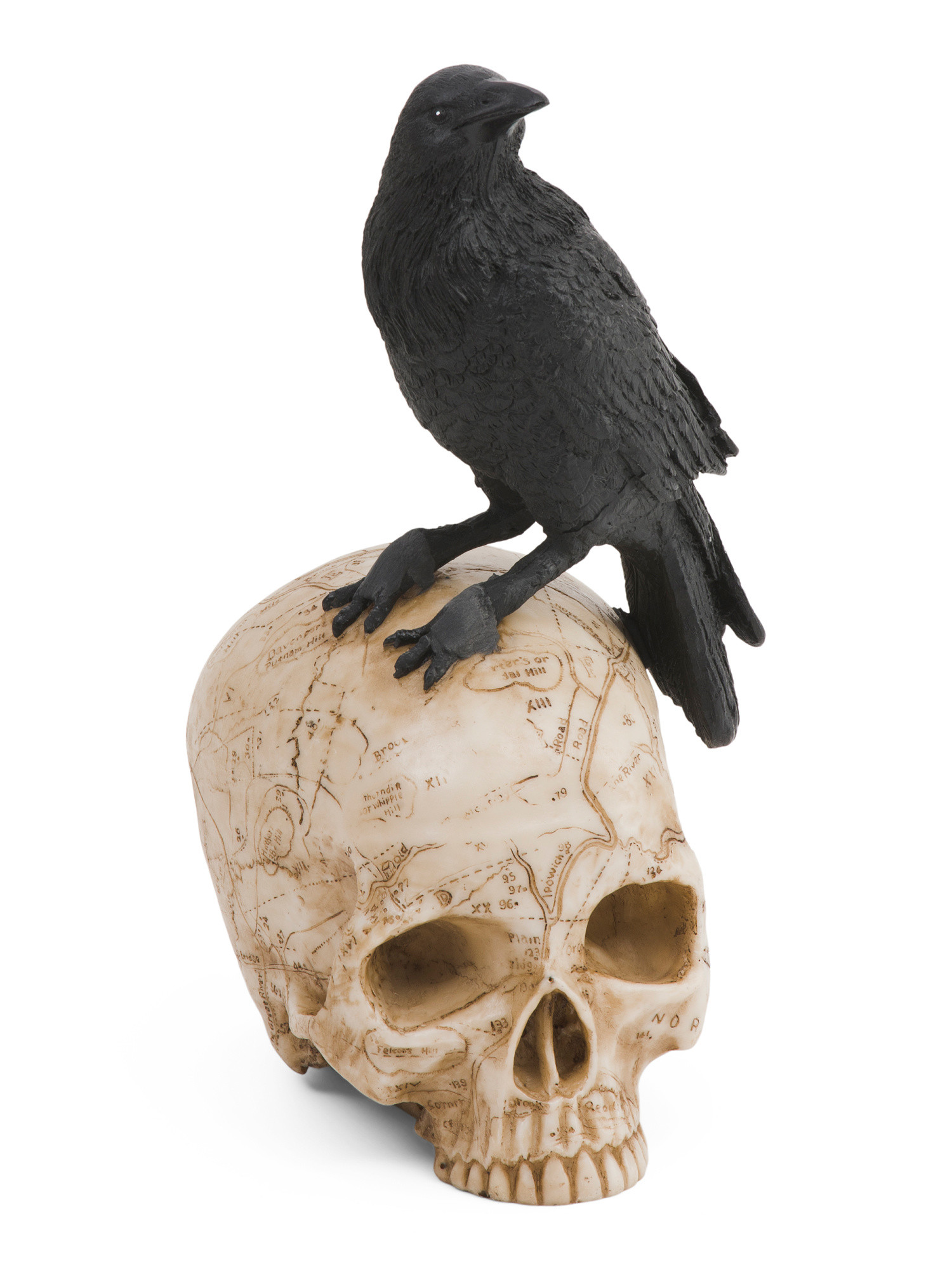 12in Resin Crow On Skull | Halloween | Marshalls | Marshalls