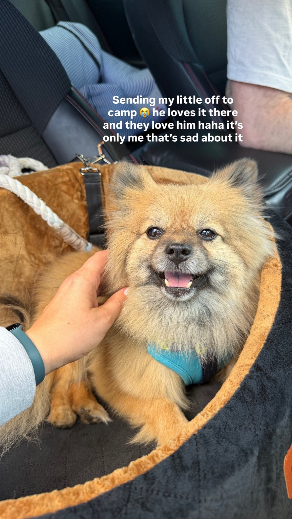 dog car seat, small dog car seat, dog booster seat, pet car seat, dog travel essentials, small dog travel, Pomeranian travel, Pomeranian car seat, dog mom essentials, pet safety, dog road trip essentials, car ride with dog, small dog accessories, dog travel gear, pet travel gear, travel with dogs, cute dog photo, dog lifestyle, pet products, LTK pet finds
