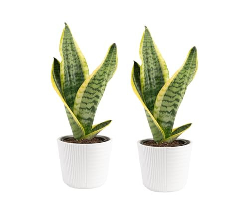 Costa Farms Snake Plant, Live Plant in Decor Pot, Easy to Maintain, Small Air Purifying Succulent Indoor Houseplant, Assorted Variety, Perfect for Home, Room, or Office, 8-12 Inches Tall, Pack of 2 | Amazon (US)