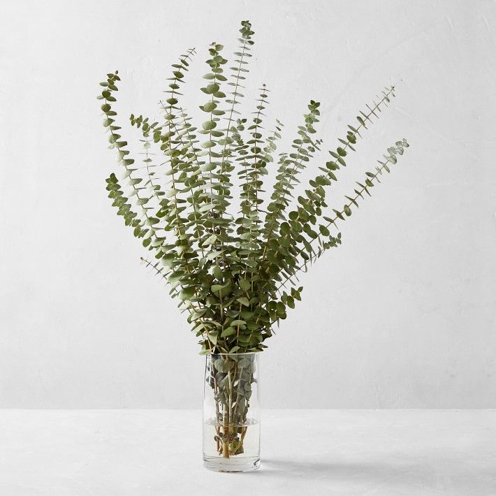 Fresh Spiral Eucalyptus Branches | Williams-Sonoma