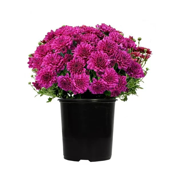 Expert Gardener 1 Gallon Purple Mum Live Plant in Grower Pot | Walmart (US)