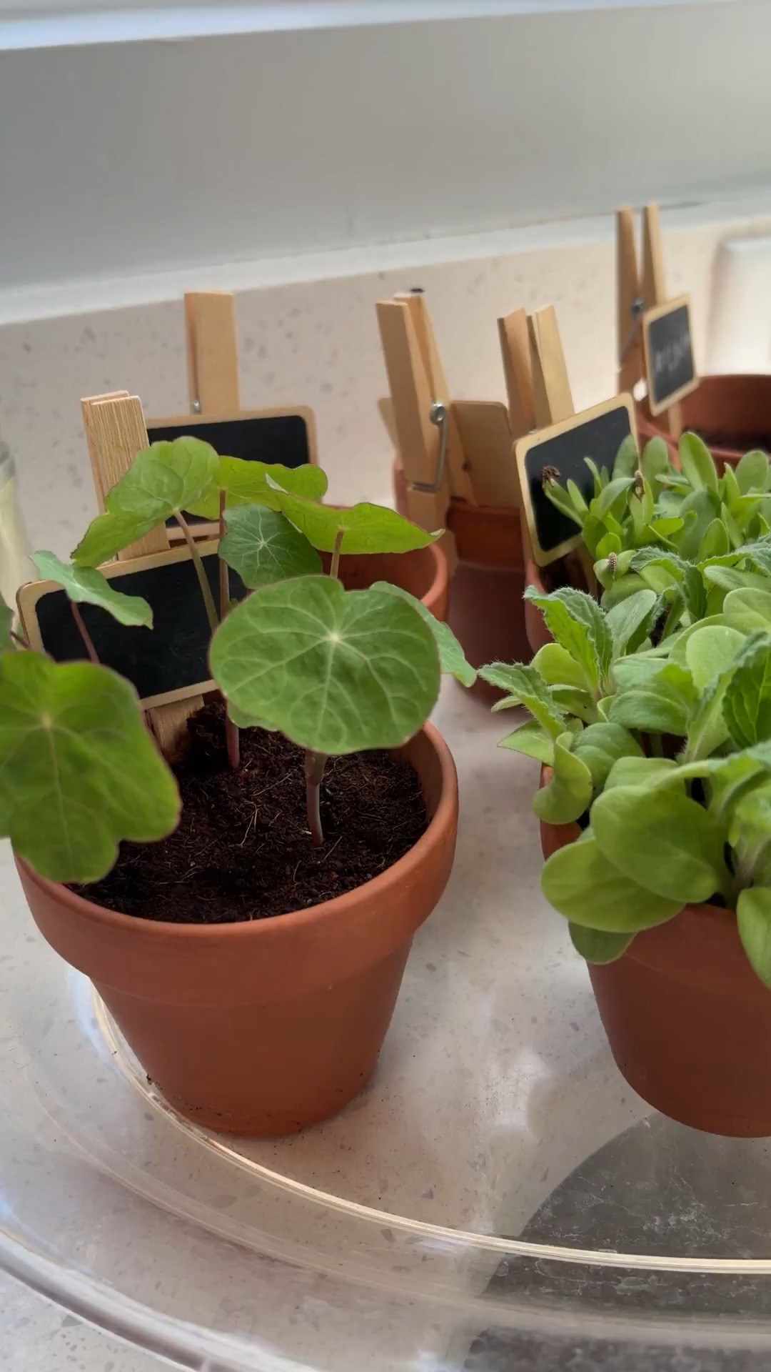 Love to see our sprouts growing 🌿🙌

A lovely gift for the gardening women in your life for Mother’s Day or any day 🪴

#LTKHome #LTKmomlife #LTKKids