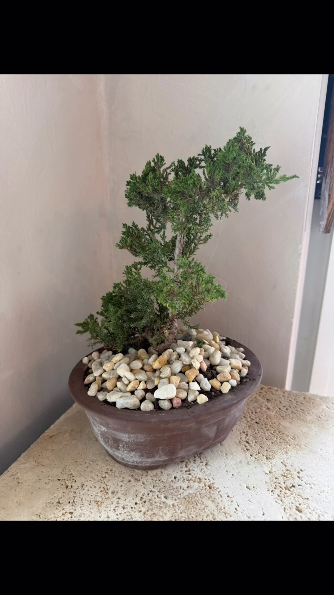 My LIVE bonsai tree!!! Finally found one that you can get online & that isn’t $150+ 🤪 so cute / I love this lil guy so much!

#LTKSaleAlert #LTKSeasonal #LTKHome