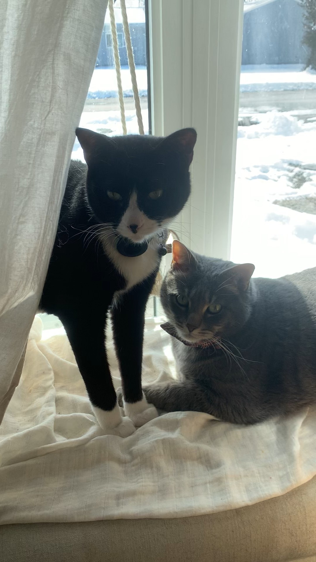 We ordered this off of Amazon. It holds way more weight than we thought it would. Sometimes we walk up to the window and find two little fatty’s on there at once. 🤣 we did have to put it up twice before it stayed for good. (I just pushed harder on the suction cup, nothing groundbreaking). But it’s been up for four or five months now with no problems. 



#LTKdayinmylife #LTKvlog #LTKHome