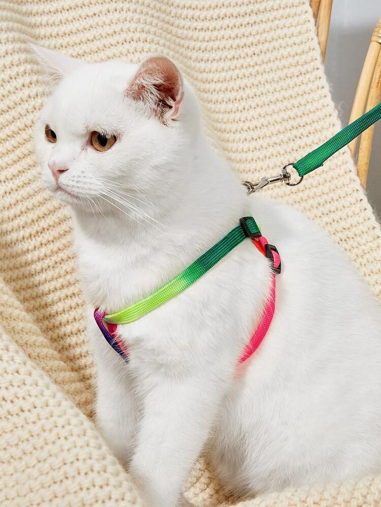 2pcs Colorful Pet Harness & Leash Set | SHEIN