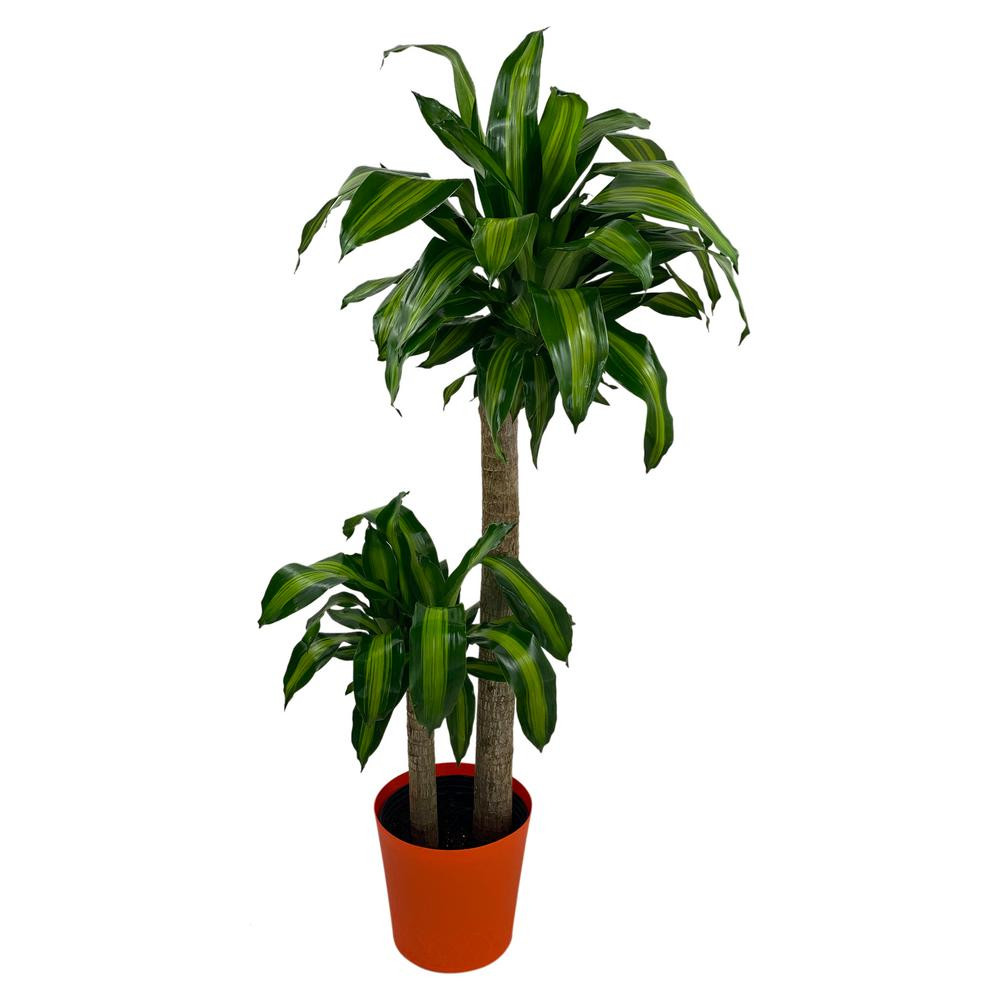Dracaena Mass Cane Corn Stalk Plant in 9.25 in. Designer Pot | The Home Depot