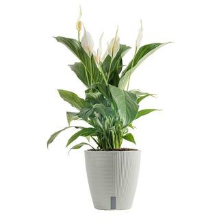 Costa Farms Spathiphyllum Peace Lily Indoor Plant in 6 in. Self-Watering Planter, Average Shippin... | The Home Depot
