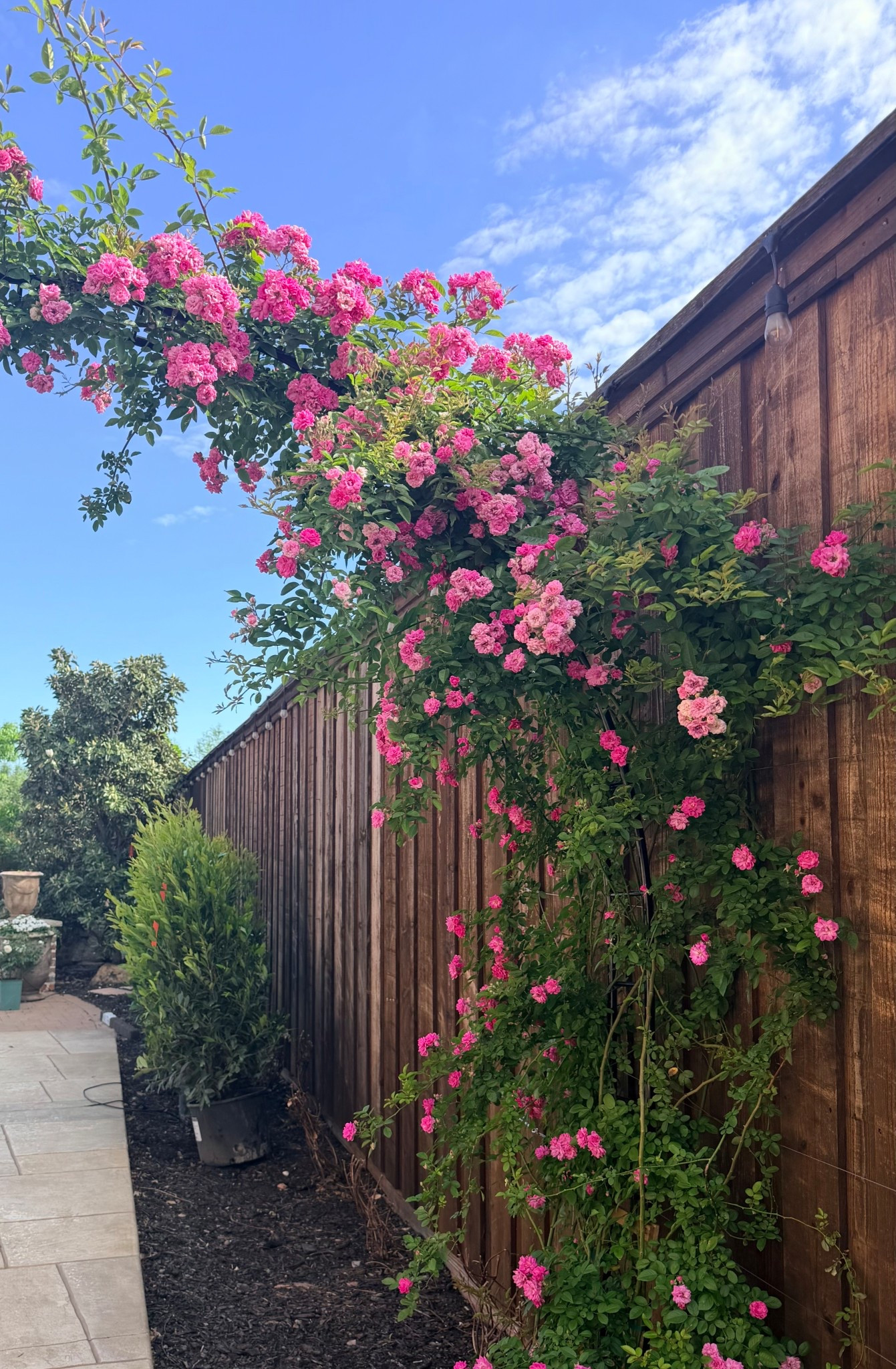 Beautiful Garden Trellis options!

Also, Peggy Martin roses are available at both Walmart and The Home Depot! 

See Links Below. 🤍