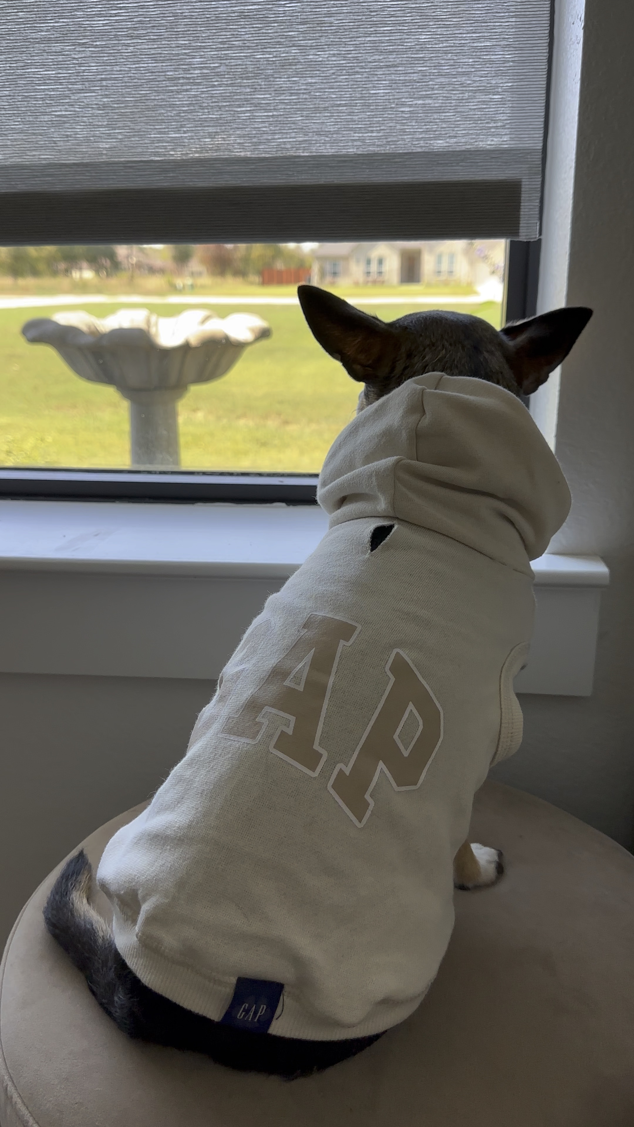 Beige Dog GAP hoodie! Kiwi is wearing a size small and she’s about 11lbs. It’s TTS. 

#LTKbaby #LTKfamily #LTKVideo