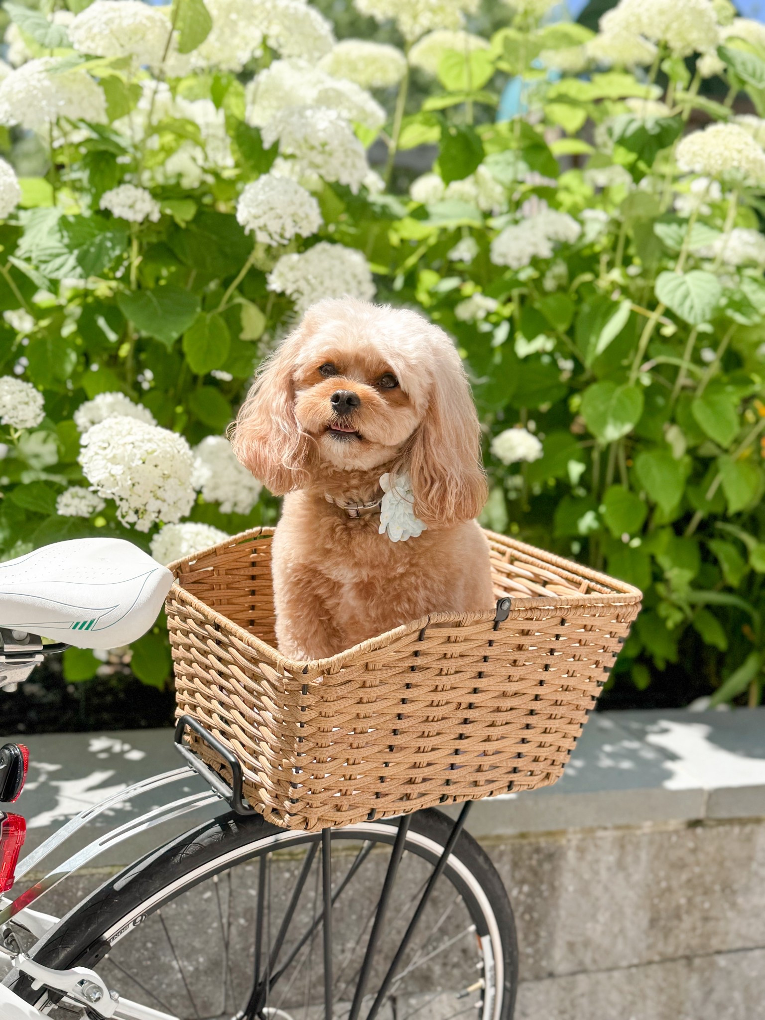 Cute basket for bikes