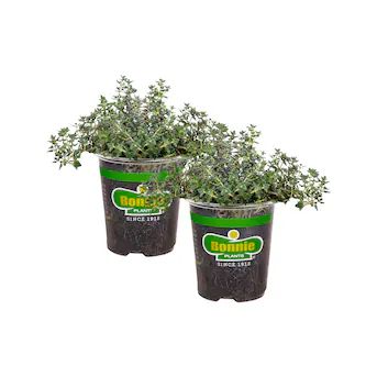 Bonnie Plants 19.3-oz 2-Pack in Pot German Thyme Lowes.com | Lowe's