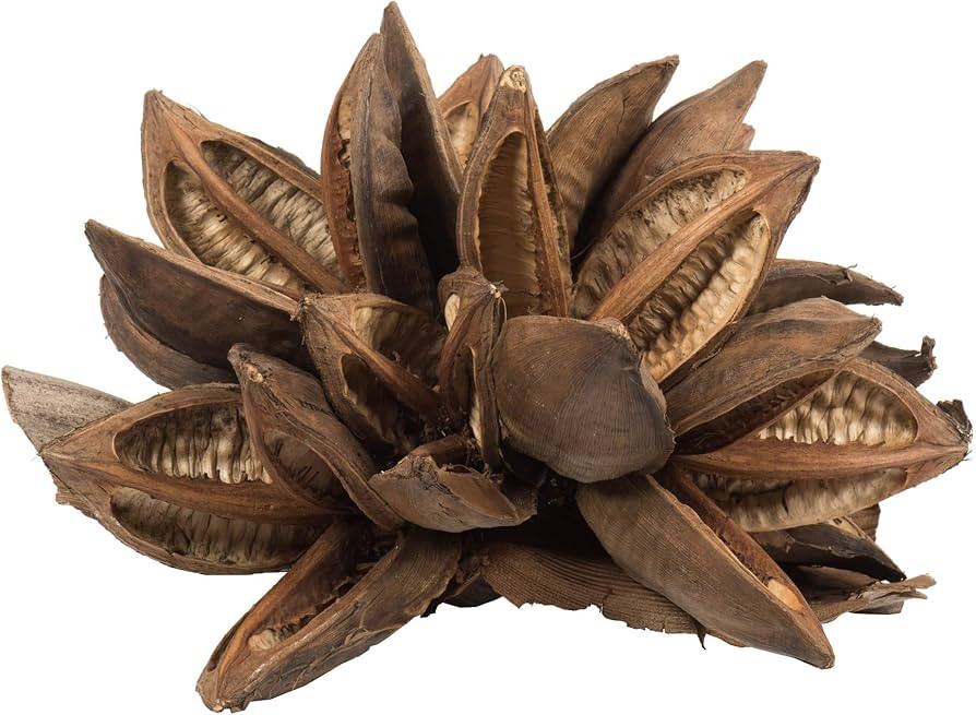 Vickerman 12" to 16" Natural Star Pod Extra Large - 1 Piece - Real Preserved Pod Decor for Home o... | Amazon (US)
