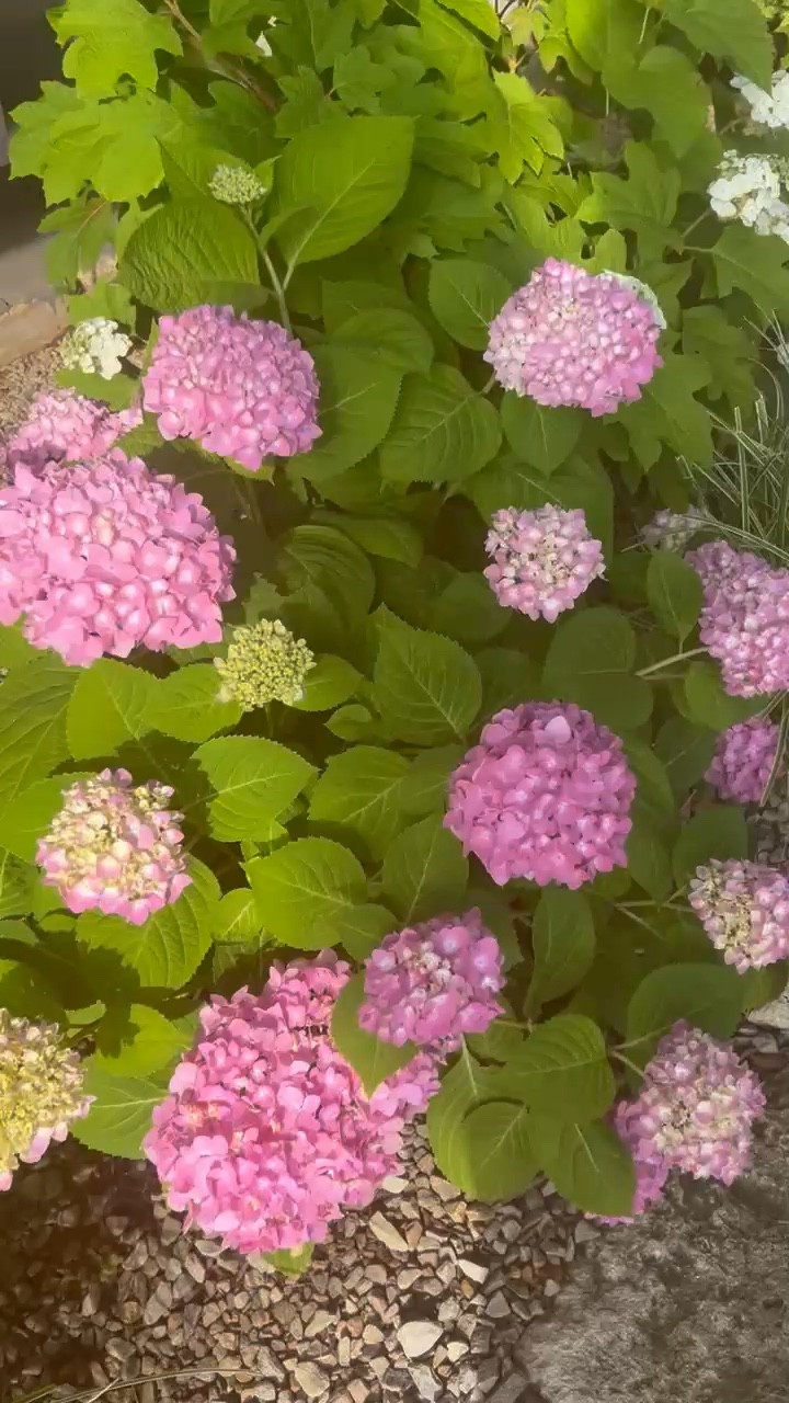 The prettiest hydrangeas that require no maintenance! They bloom the biggest blooms and it’s this exact variety that I’ve heard people have the best luck with. Plant in the shade and sprinkle with this fertilizer and you’re good to go! Tip: get the 2 gallon, not the 2.5 qt. 

#LTKdayinmylife #LTKHome #LTKSeasonal
