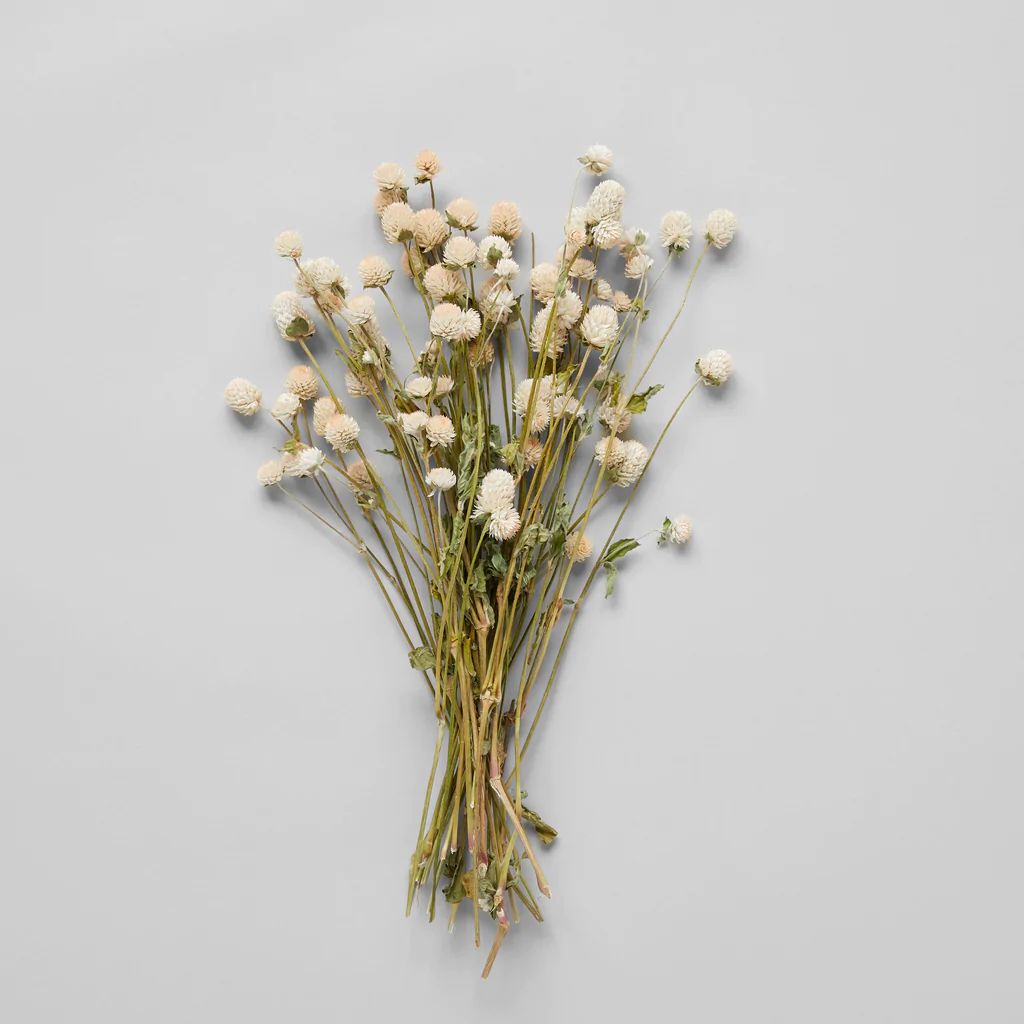 Cream Globe Amaranthus | Bloomist