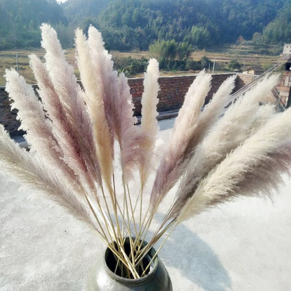 5 PCS Extra large light colored dry reeds plumes，Natural Dried Pampas Grass Decor, Reed Plume, ... | Etsy (US)