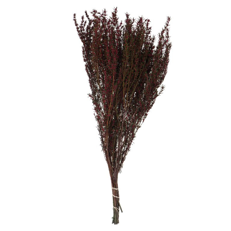 Vickerman Merlot Grabia 22" Long Stem, Real Preserved Dried Floral Decor for Wedding, Home or Eve... | Walmart (US)