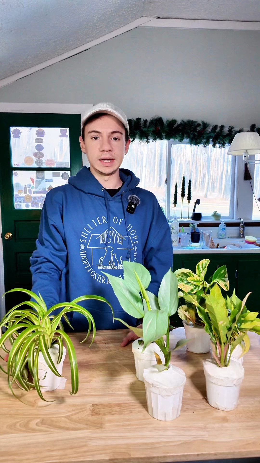 Pet safe house plants! 

#LTKSpringSale #LTKHome #LTKWatchNow