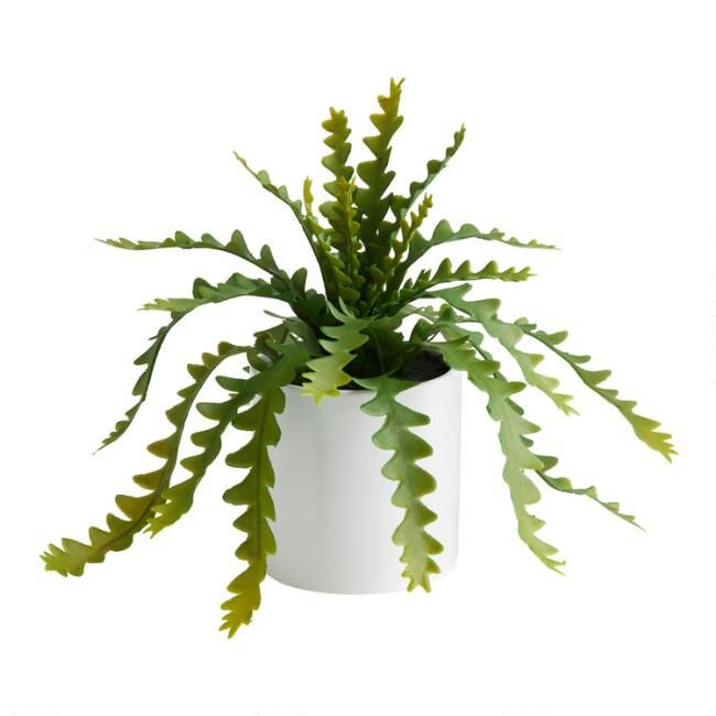 Faux Zigzag Cactus in White Ceramic Pot | World Market
