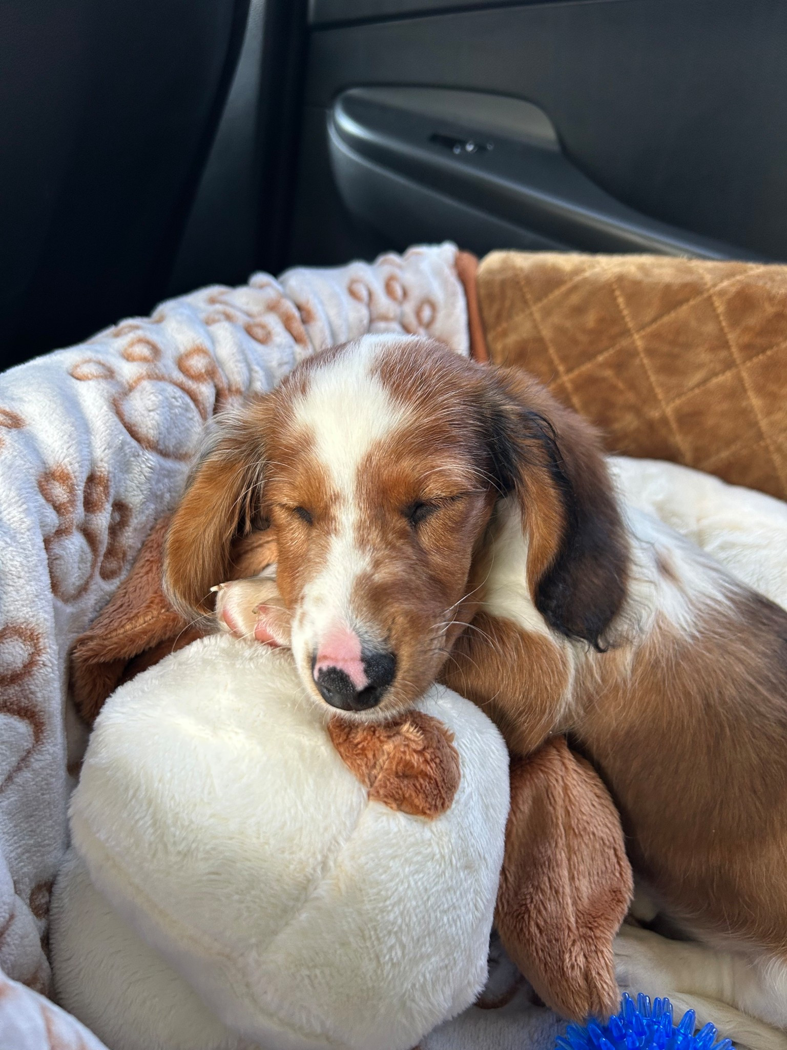 New Family Member Alert! 🐾🤍 Welcome Philly!! Linking a few of the puppy essentials that have been a lifesaver since bringing our pup home! 

Everyday Puppy
Puppy Esssentials 
Mini Dachshund
Dachshunds of Instagram 
Amazon Finds
Amazon Puppy Finds
Amazon Pet Finds
Amazon Pet 
Amazon Daily Pet Finds
Amazon Pet Blanket
Amazon Sunggle Pup
Amazon Pet Car seat
Pet Casrset
LTK Pet
LTK Dogs 

#LTKPets