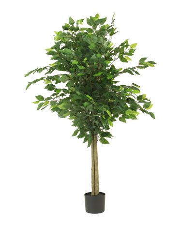 55in Ficus Tree | TJ Maxx