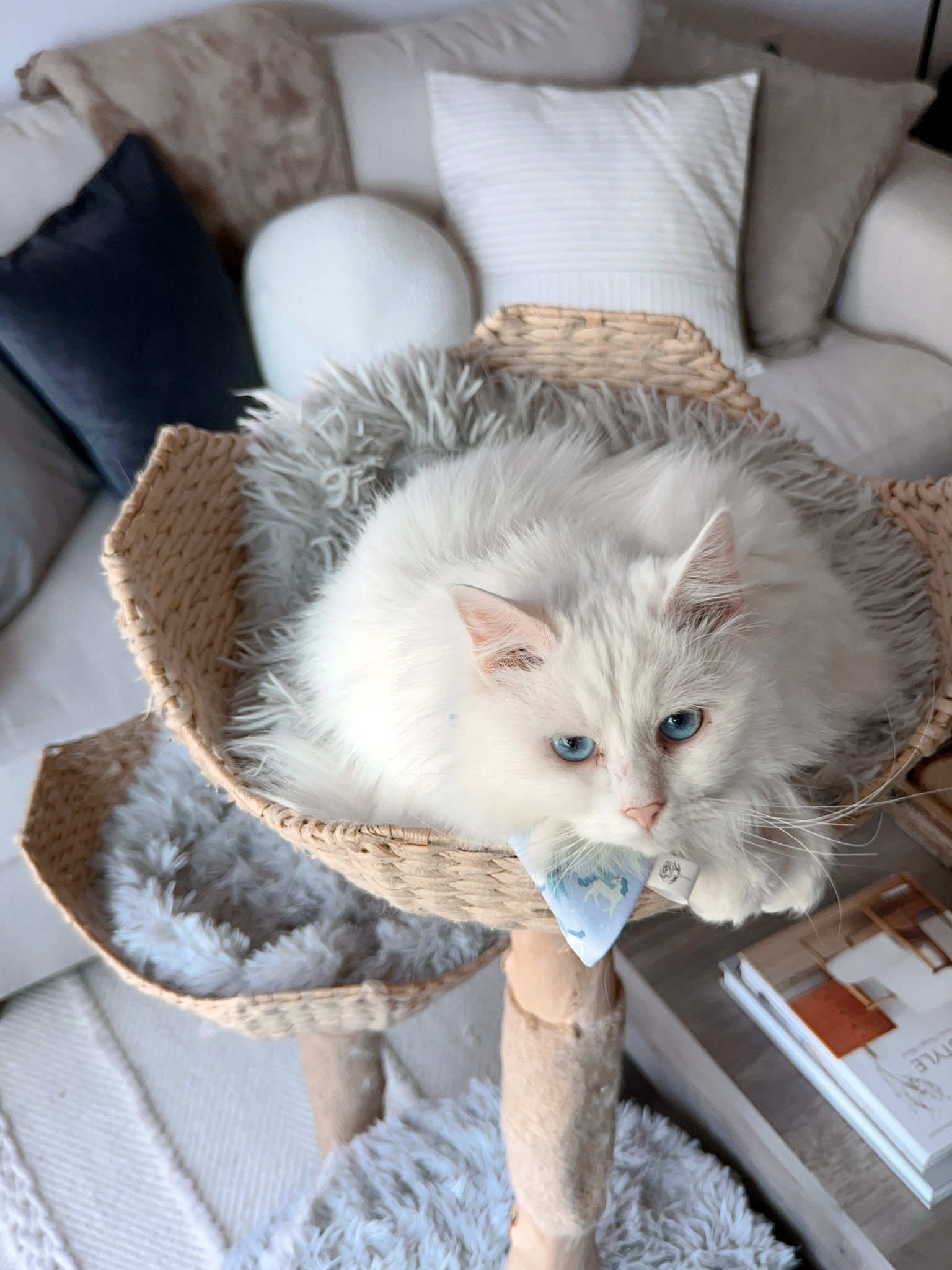 Just a pretty kitty sitting in a gorgeous cat tree 🥰

#LTKU #LTKhome #LTKfamily