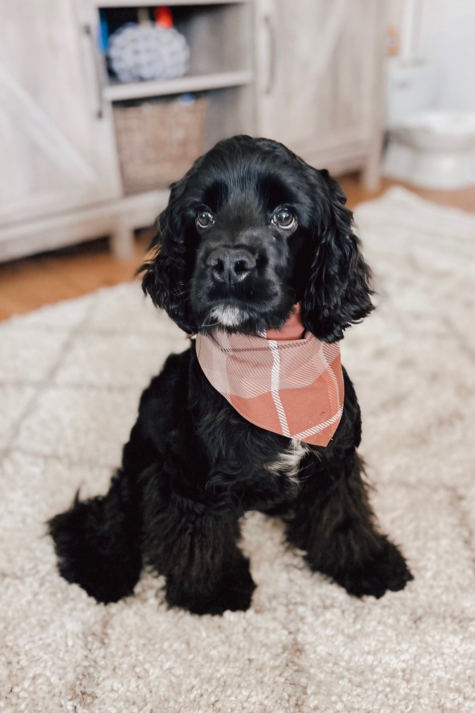 how cute is this little guy 🐶 

#doggy #cockerspaniel #dogmom #bandana #Ollie

#LTKfamily #LTKU #LTKFind