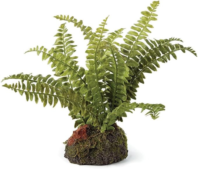 NAPA Home & Garden Boston Fern 7" Drop-in | Amazon (US)
