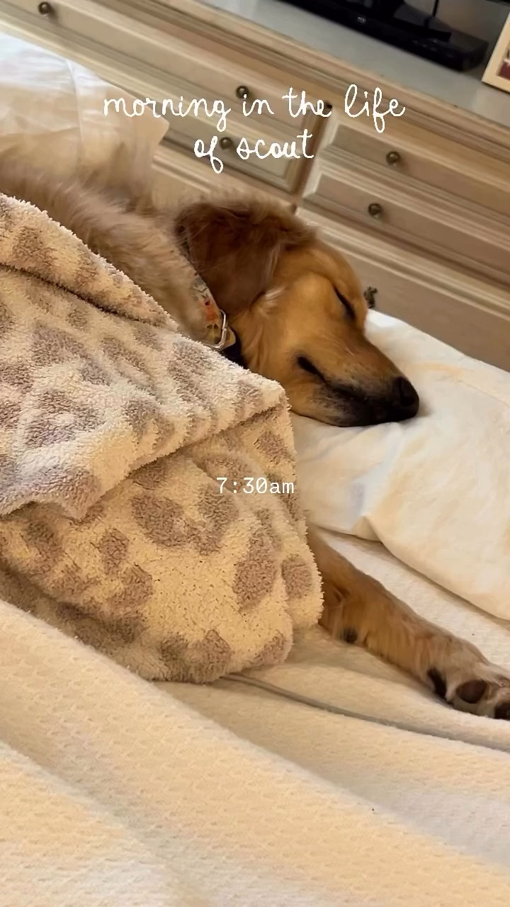// scout’s shenanigans ep 3: a morning in the life of scout 🐾 //