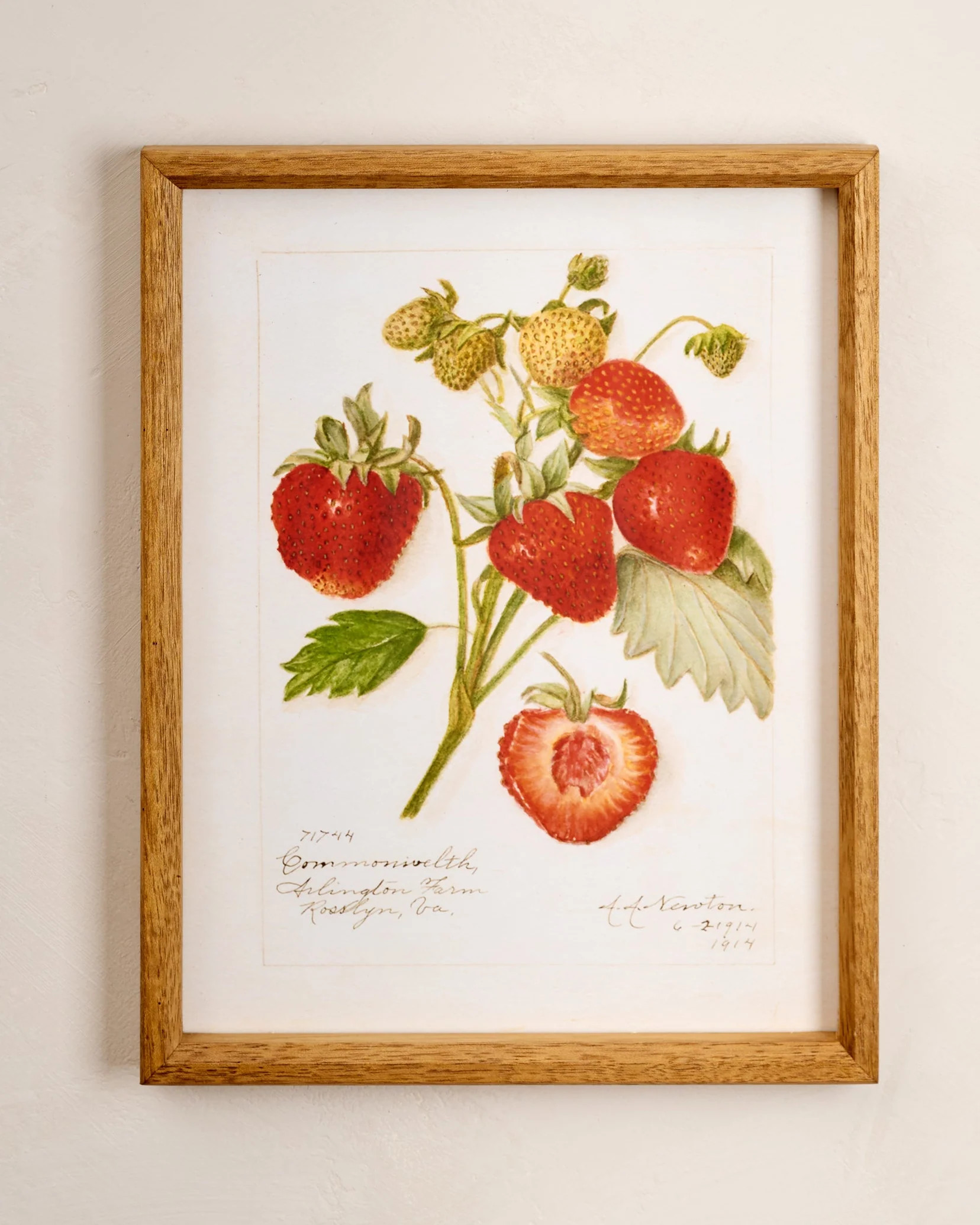 Fresh Strawberry Botanical Framed Print | Magnolia