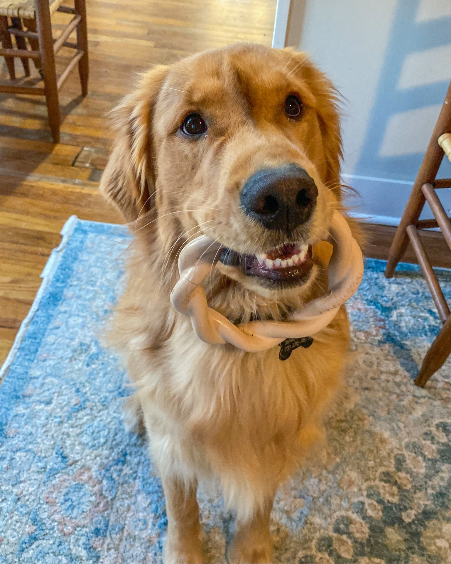 Found a new good chew toy he's loving🐾🐶

#LTKfindsunder50