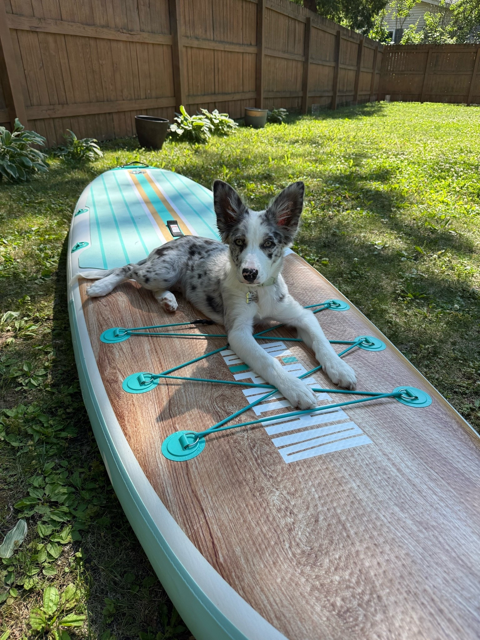 Yeti is ready to paddleboard this summer!

#LTKSeasonal #LTKTravel #LTKActive