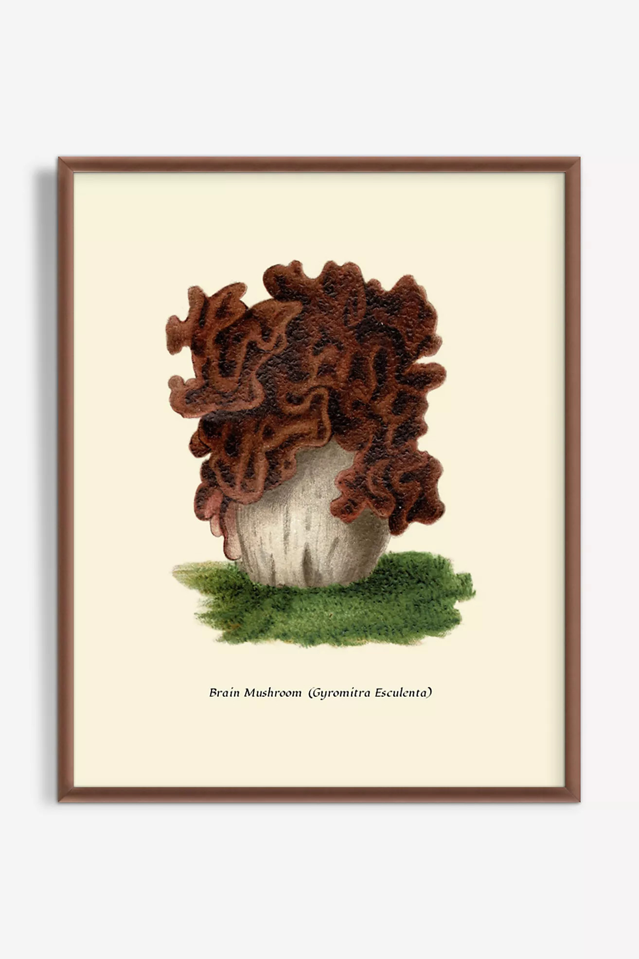 Mushroom Study Wall Art | Anthropologie (US)