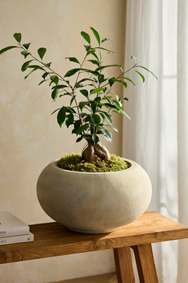 Low Shoulder Terracotta Planter | Anthropologie (US)