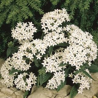 Costa Farms 1 Qt. White Penta Flowers in Grower Pot (12-Pack)-4PENTBLWHT12PK - The Home Depot | The Home Depot