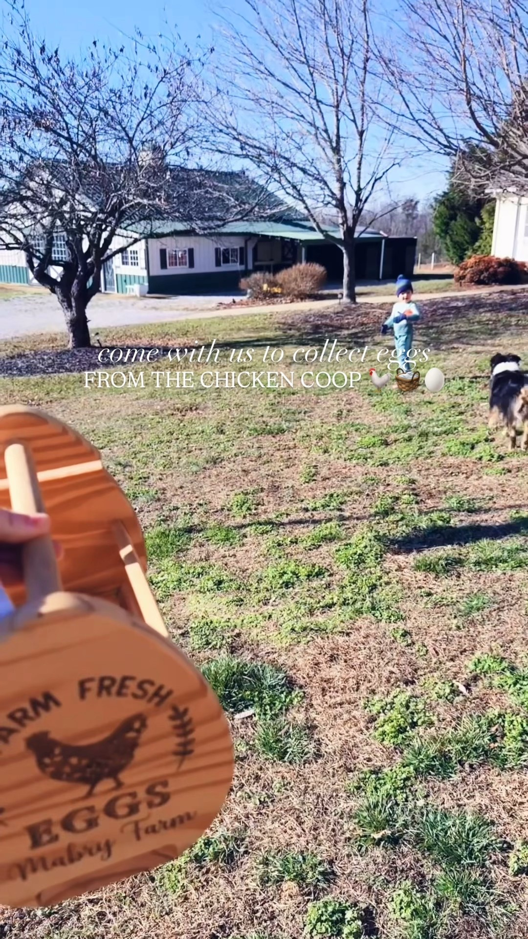 Come with us to collect eggs from the chicken coop this morning!! 🐓🧺🥚🌾🪵

#LTKHome #LTKmomlife #LTKdayinmylife