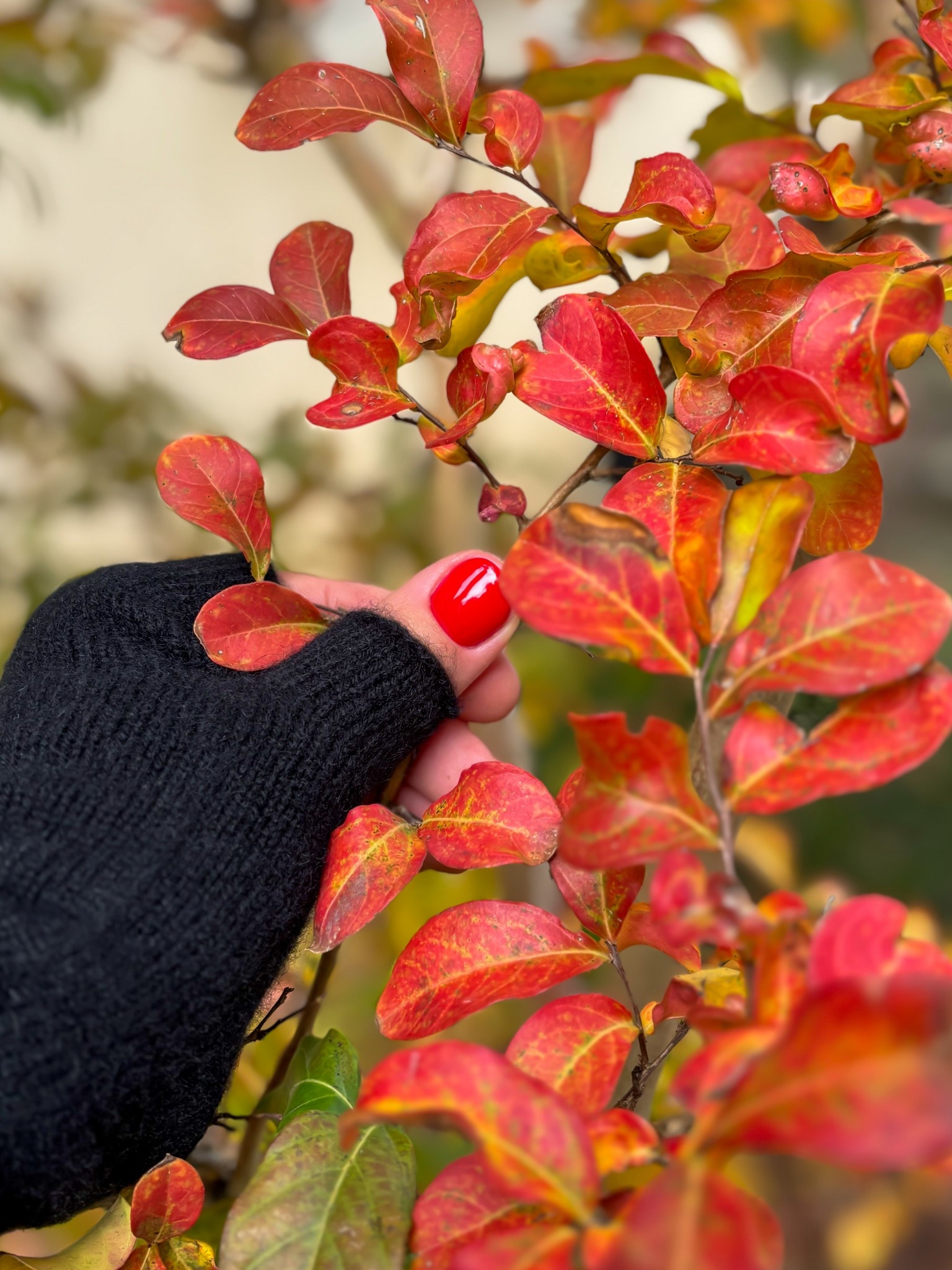 How stunning are the leaves at this time of year?
.
Gloves gifted by @black
#mymidlifefashion #autumn #autumndays #cashmere #gloves

#LTKeurope #LTKautumn #LTKover50style