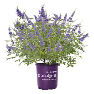 2 Gal. Queen Bee Vitex Shrub | The Home Depot