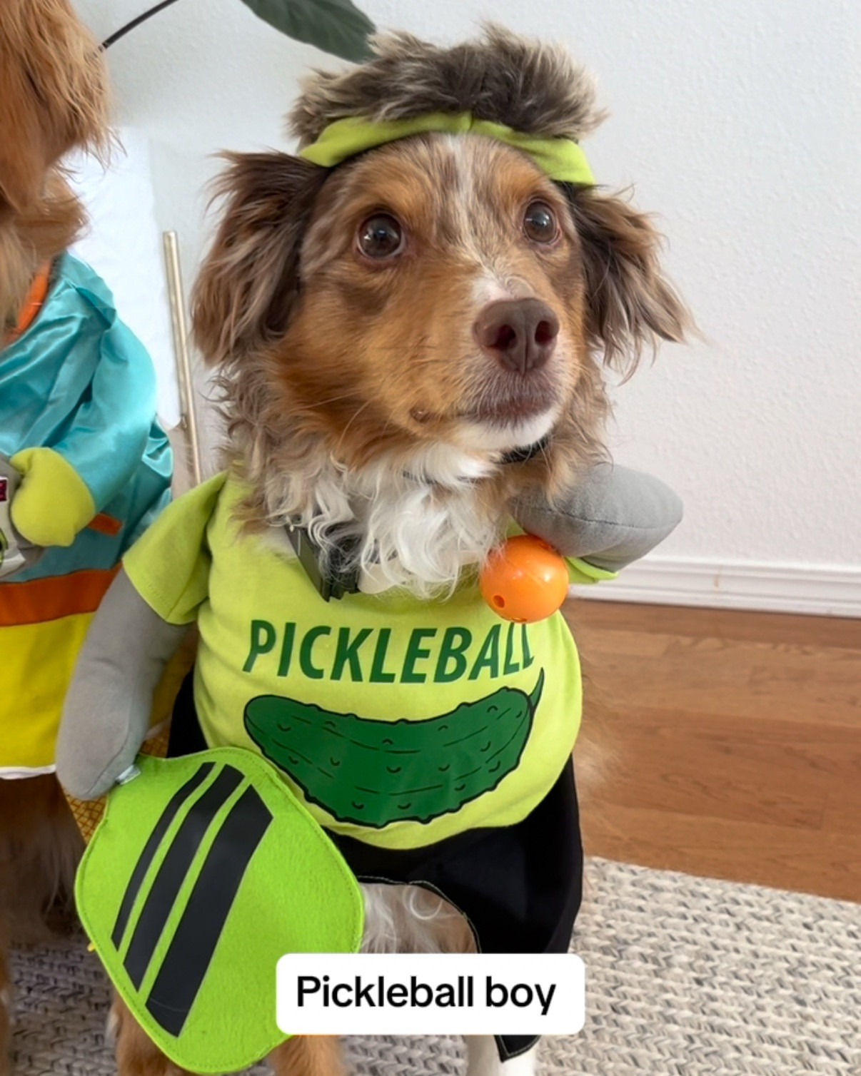 Dog costumes from Target! 

#LTKHalloween #LTKHoliday